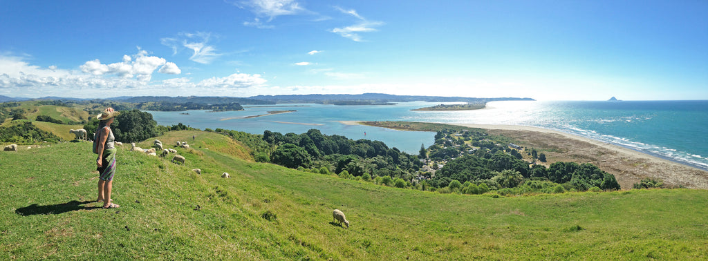 Ohiwa Harbour views