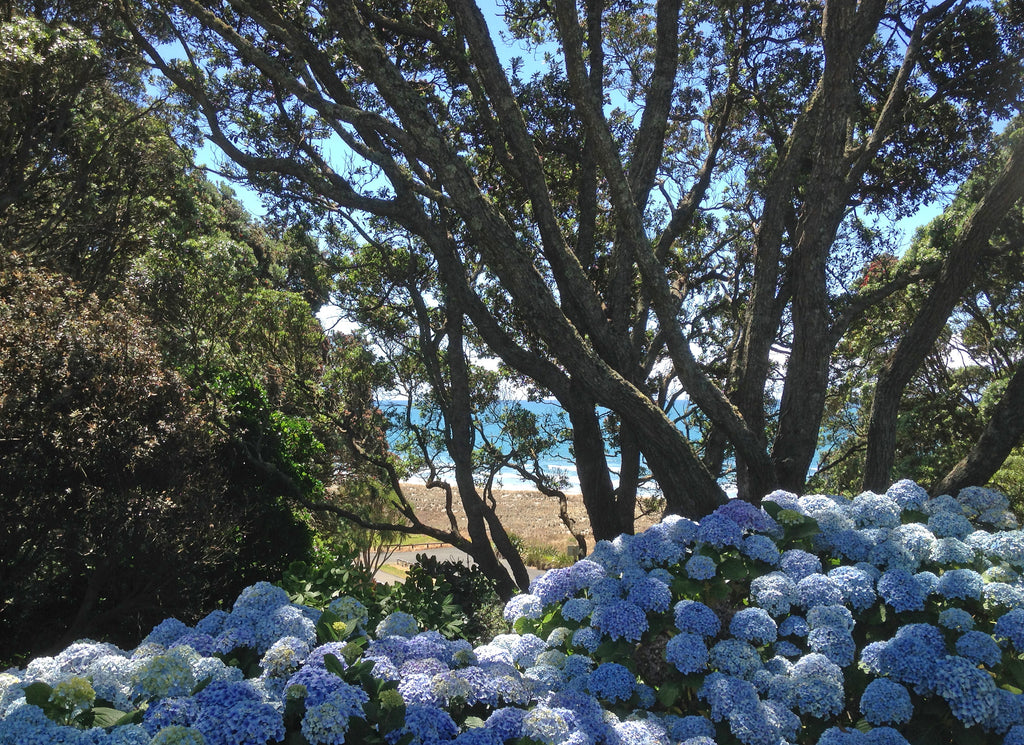 Summer Hydrangea show