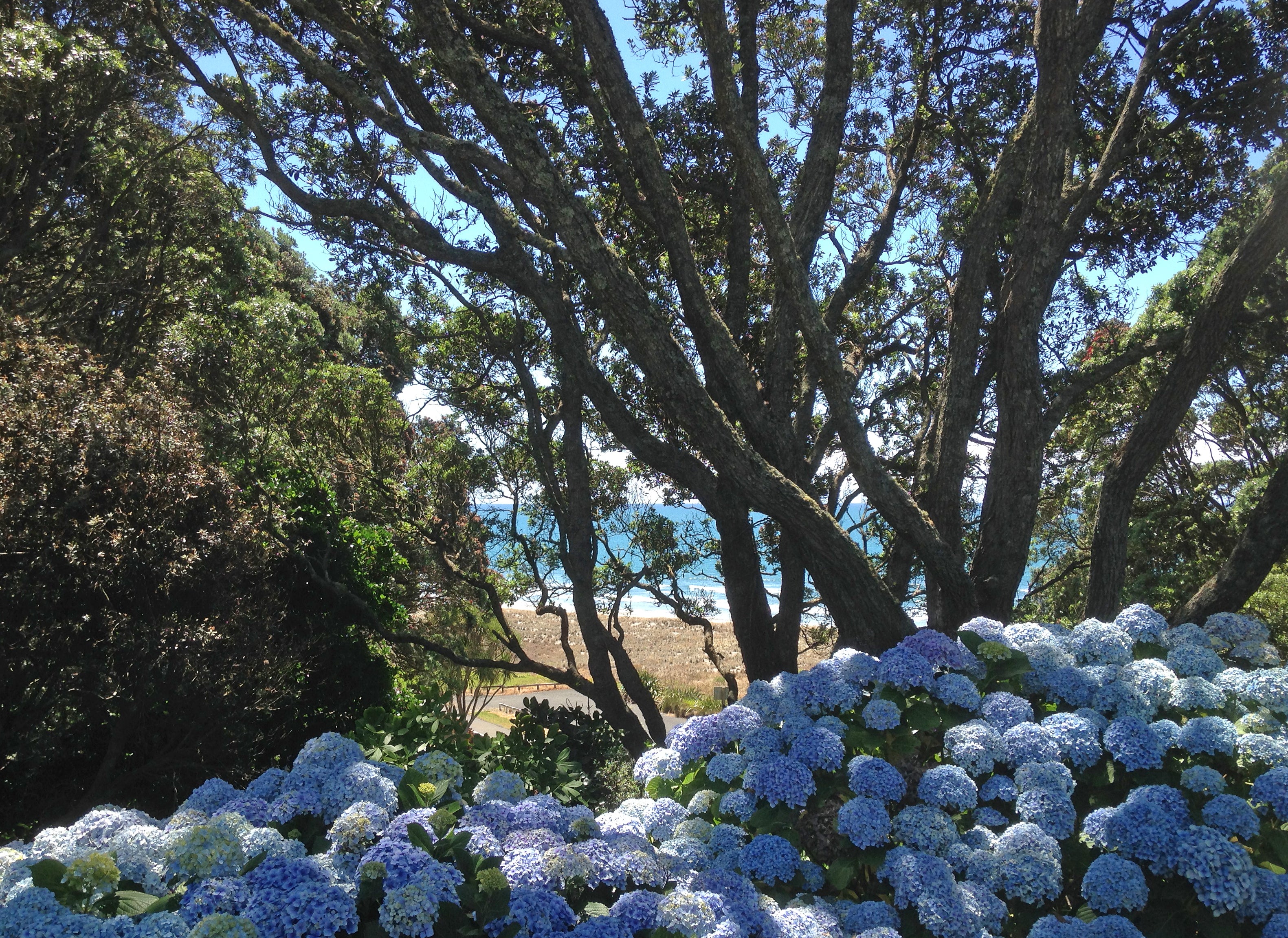 Summer Hydrangea show