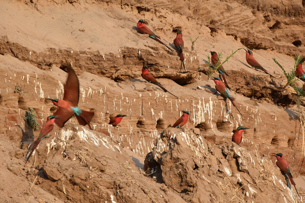 Carmine bee eaters