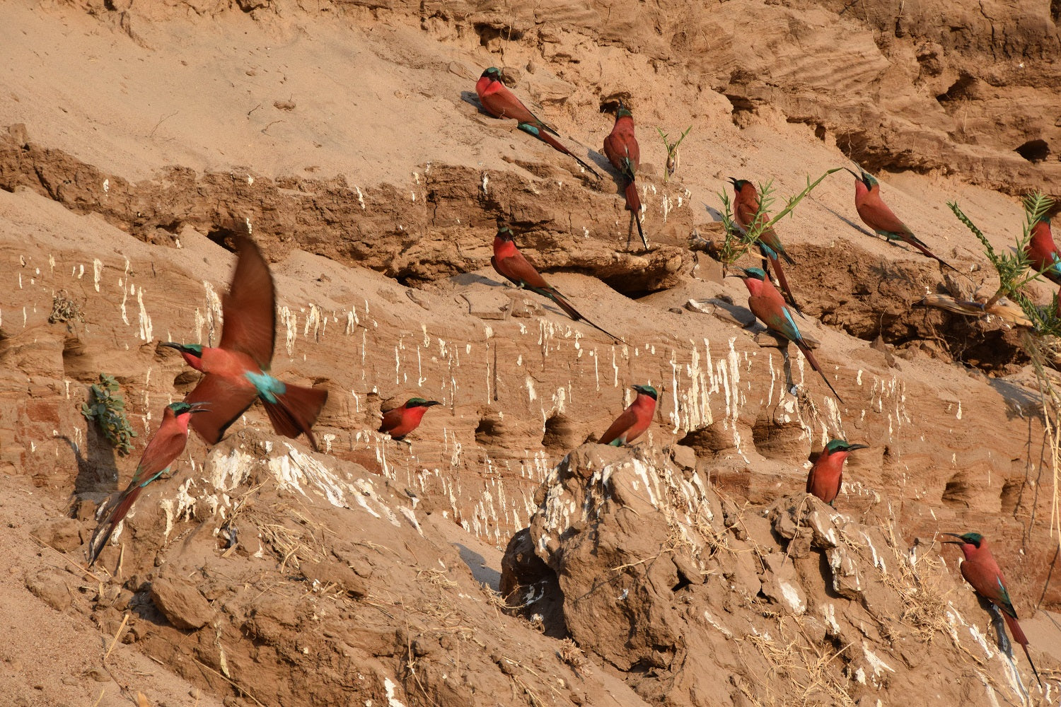 Carmine bee eaters