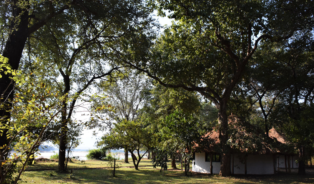 Camp is set under large shady trees on the banks of the Luangwa River