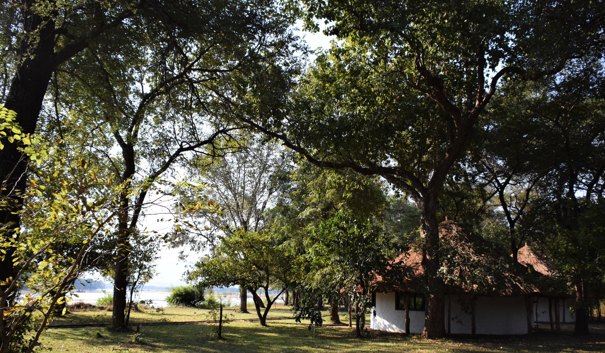 Camp is set under large shady trees on the banks of the Luangwa River