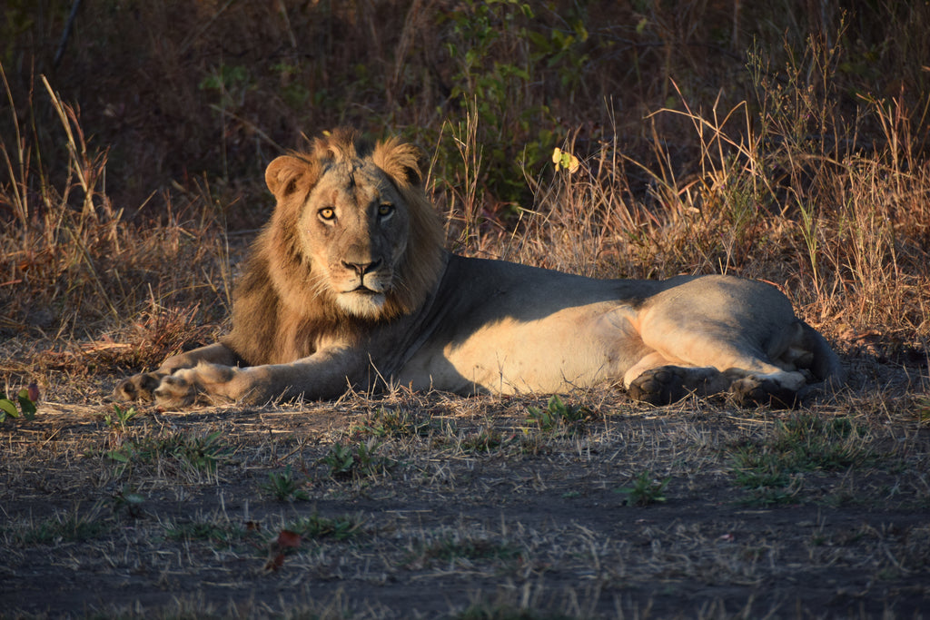 Lion at sunset