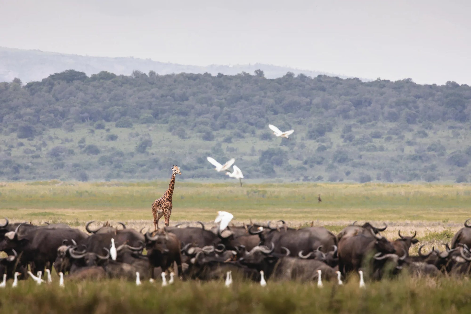 Wilderness Magashi at Wilderness Magashi, Akagera National Park, Rwanda.