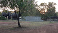 Elephants at Adama Central pool