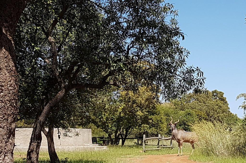 Kudu at Adama Central Pool