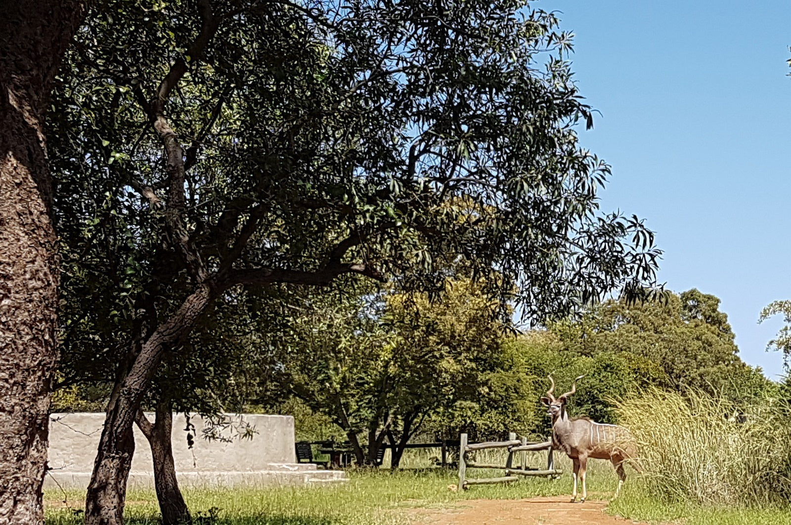Kudu at Adama Central Pool