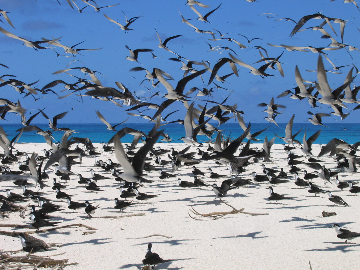Bird Island Lodge