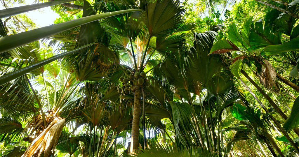 Vallée de Mai National Park