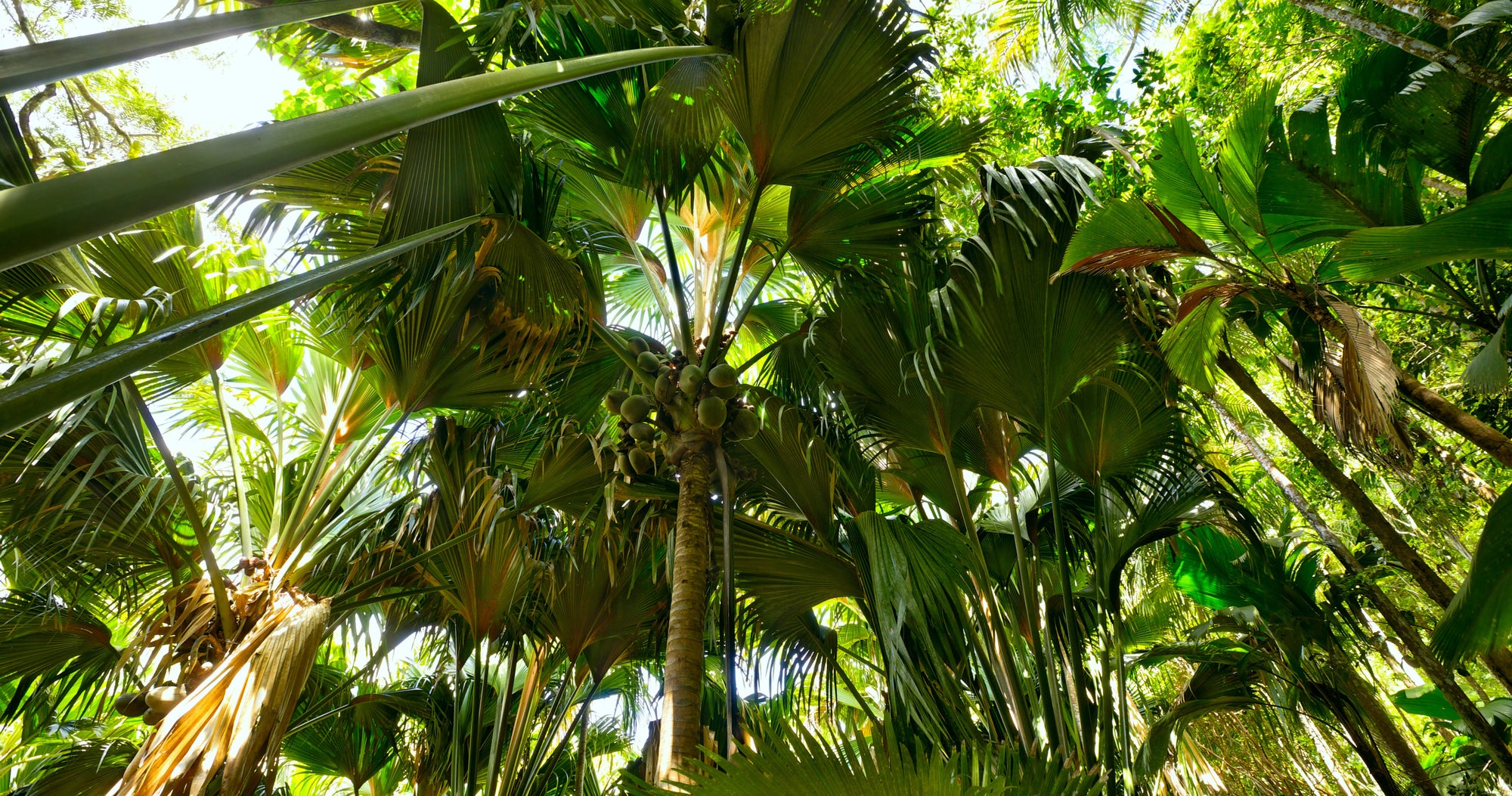 Vallée de Mai National Park