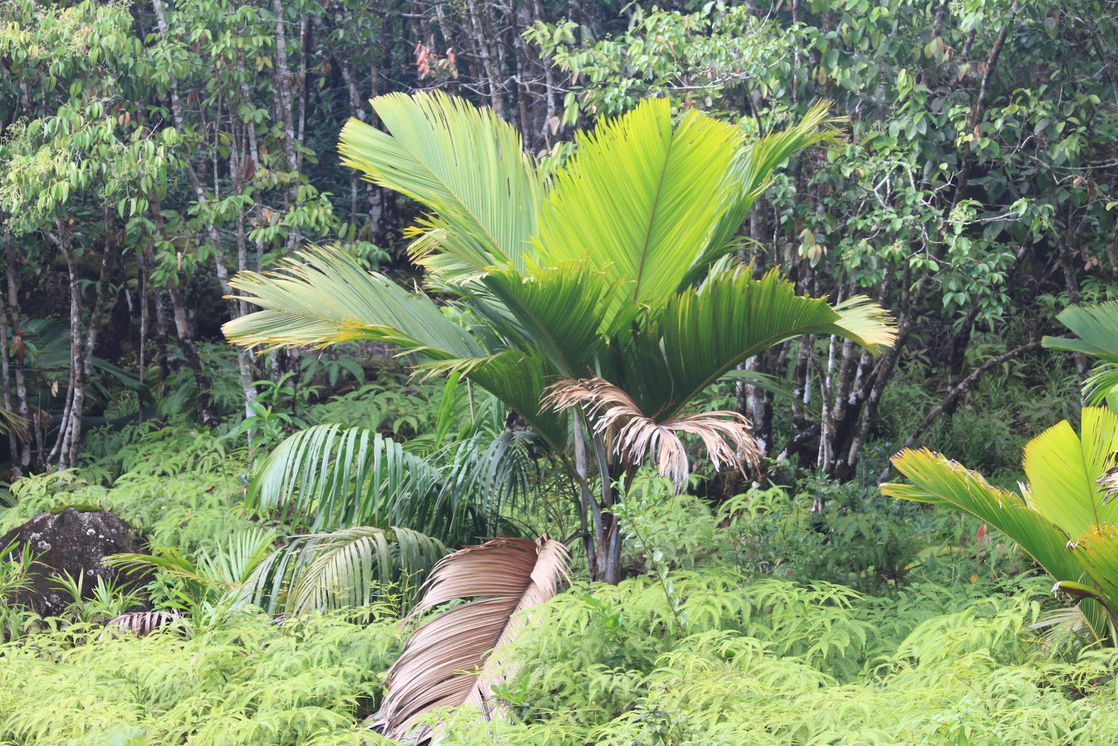 Vallée de Mai National Park