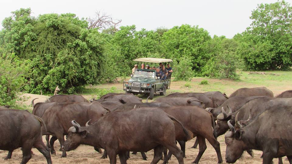 Chobe Day Trip