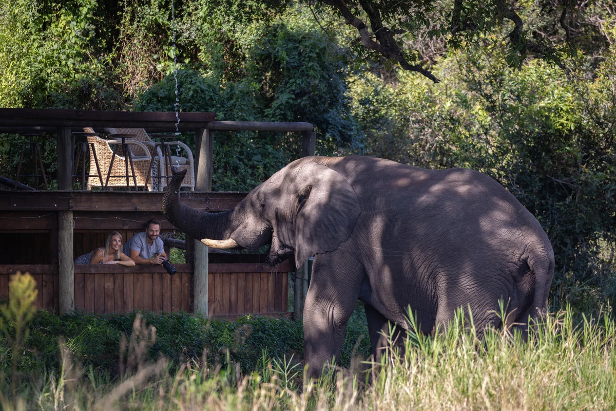 Elephant Hide at Tintswalo Safari, Manyeleti Private Game Reserve, South Africa.