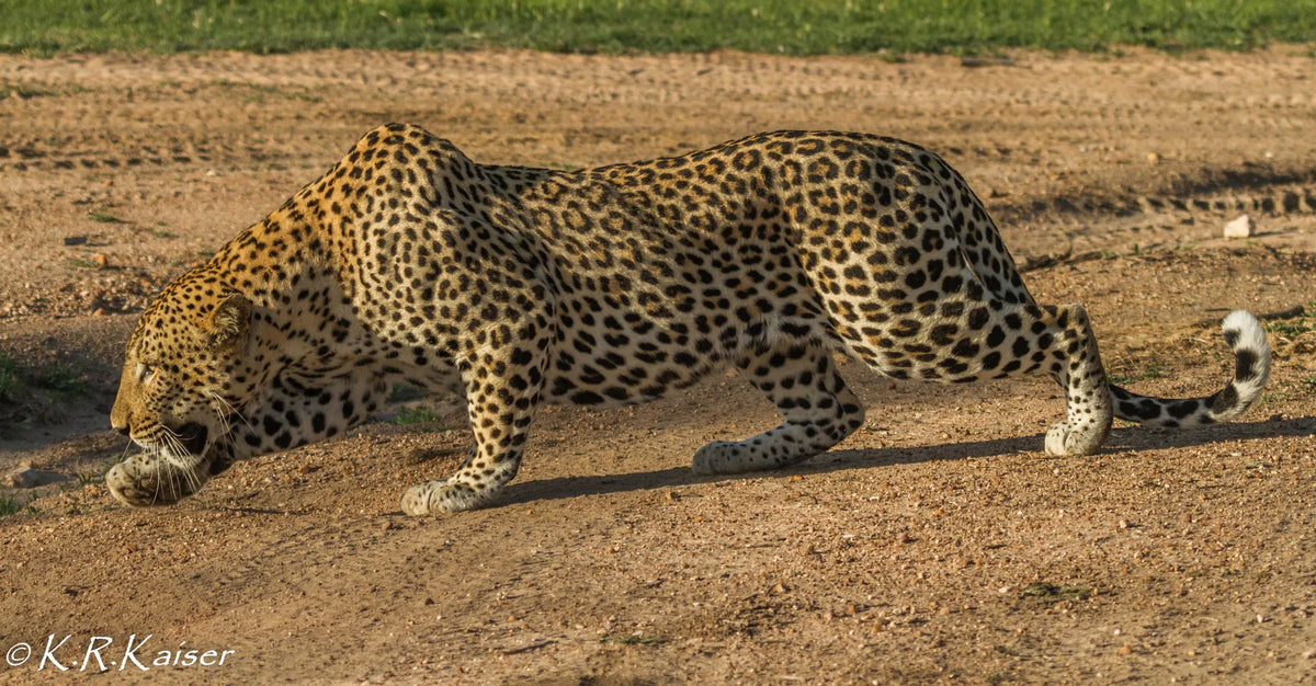Thornybush Nature Reserve at Thornybush Game Lodge, Thornybush Game Reserve, South Africa.