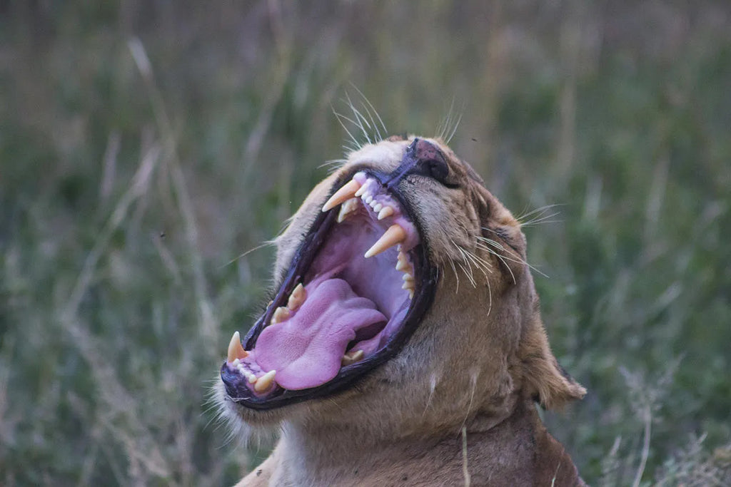Thornybush Nature Reserve at Thornybush Game Lodge, Thornybush Game Reserve, South Africa.