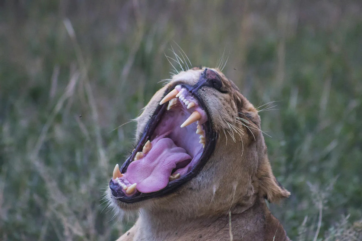 Thornybush Nature Reserve at Thornybush Game Lodge, Thornybush Game Reserve, South Africa.