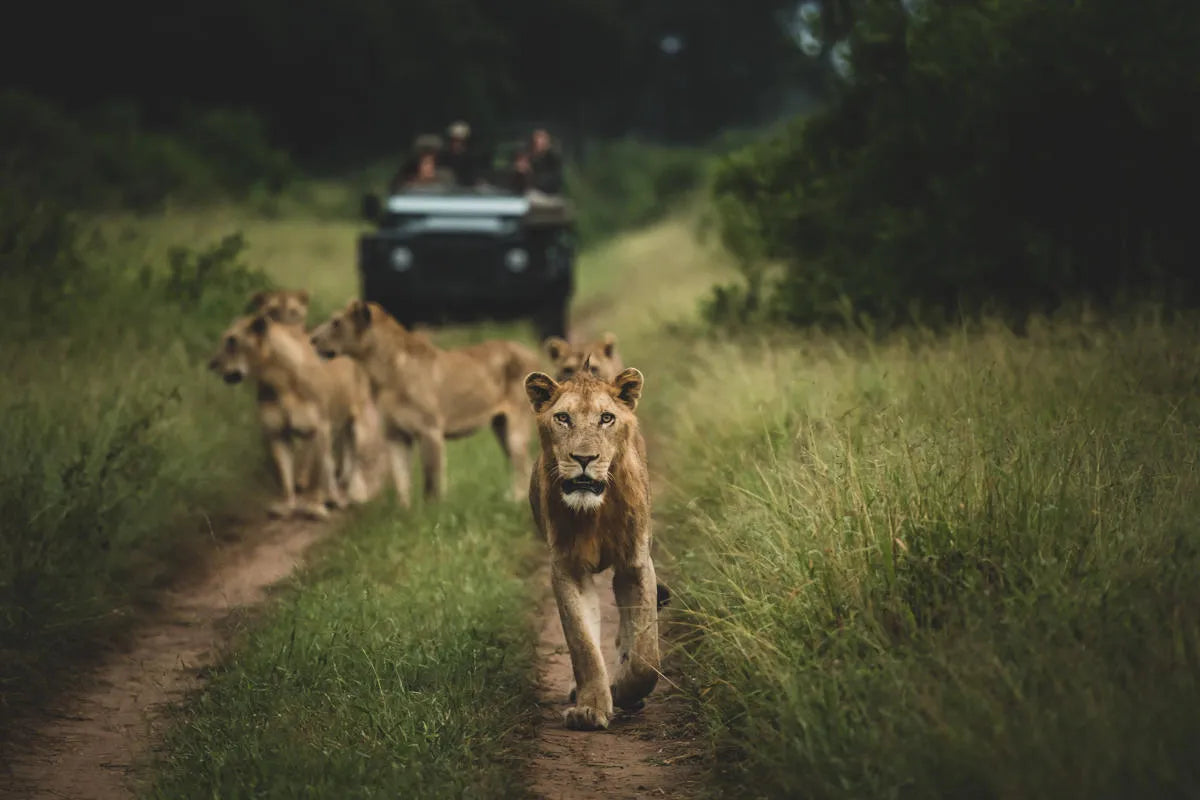 Game drives