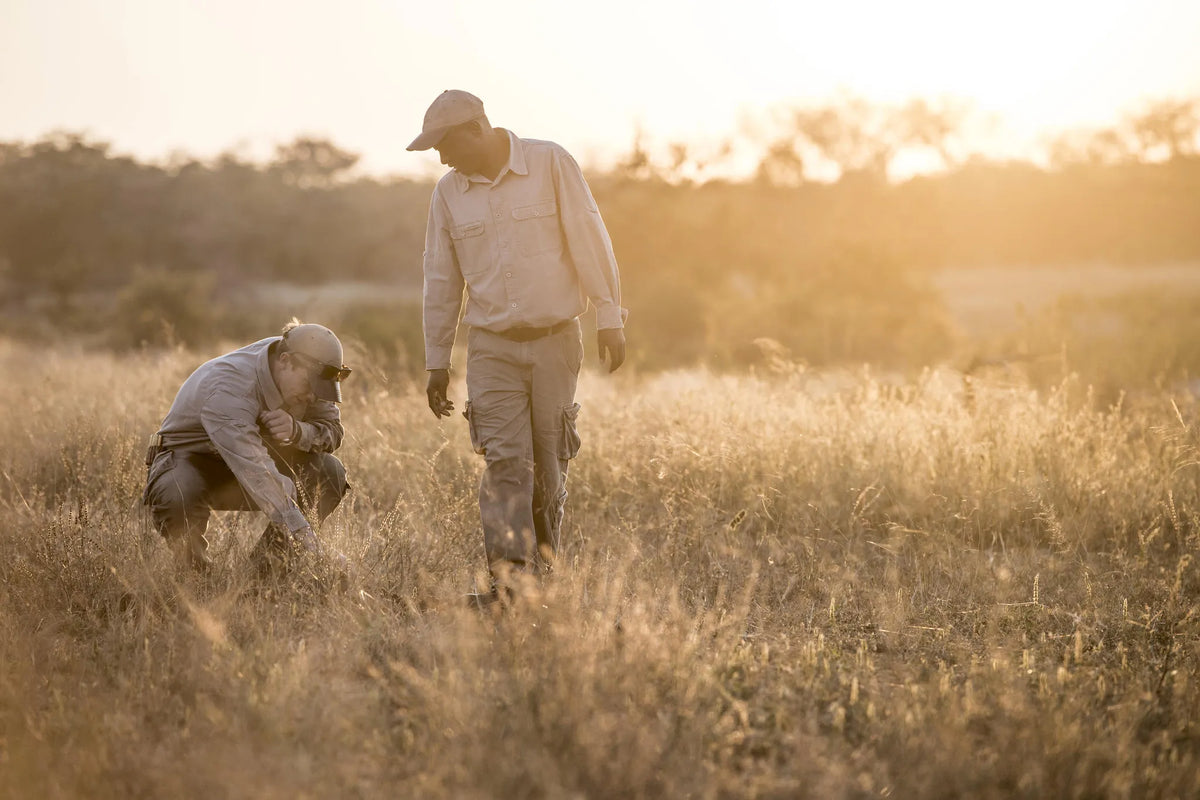 Guided Safari Walks