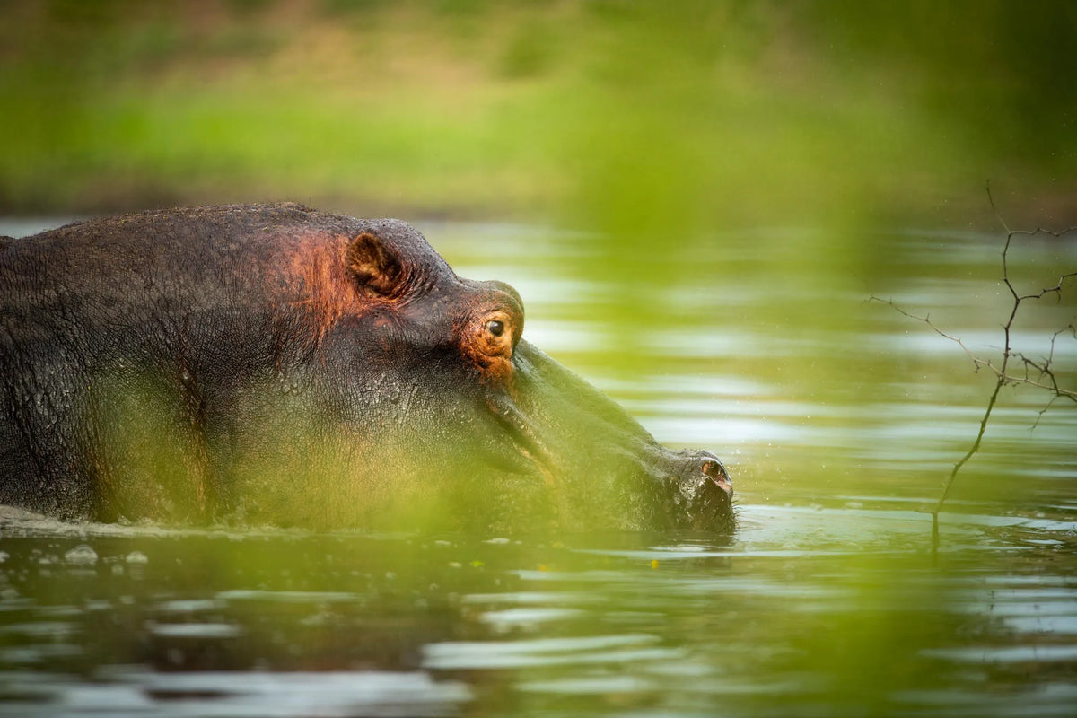 Game drives