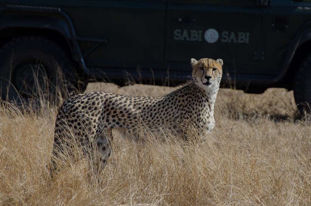 Safaris