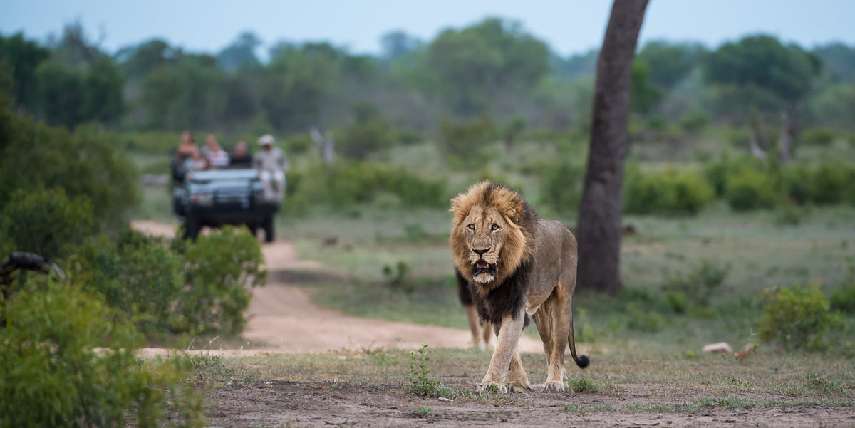 Safaris