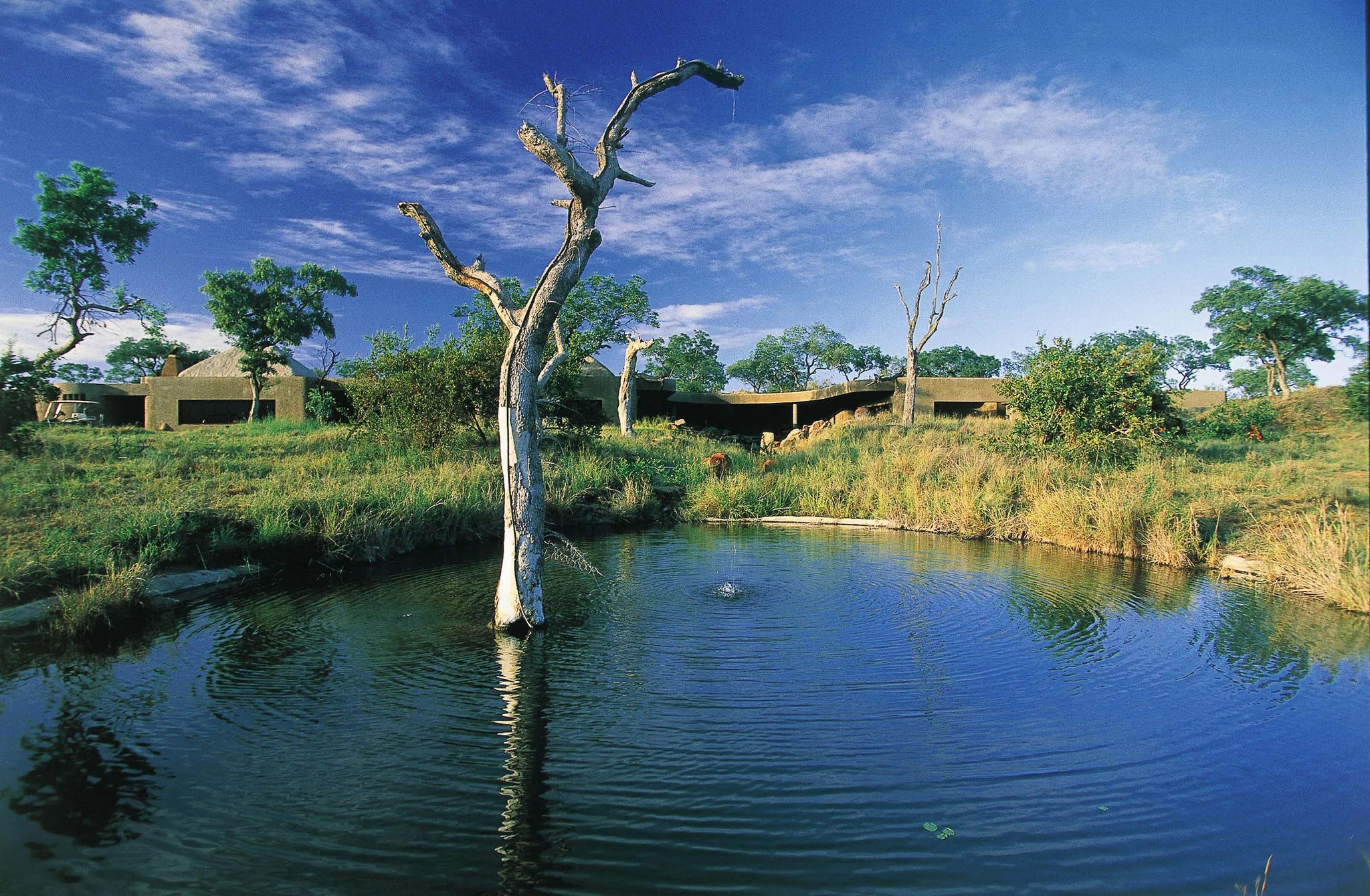View from Waterhole at Sabi Sabi Earth Lodge, Sabi Sand Nature Reserve, South Africa.