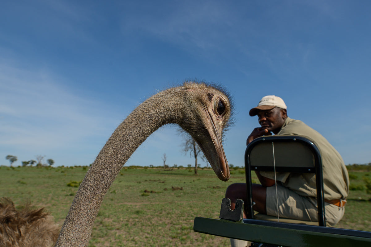 Safaris 