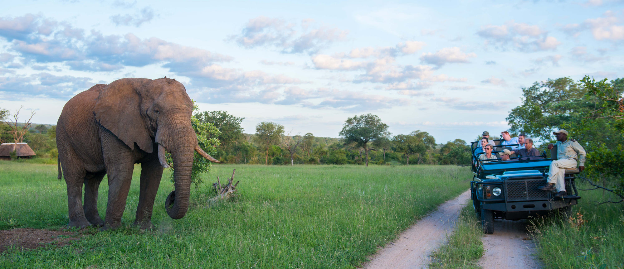 Safaris 