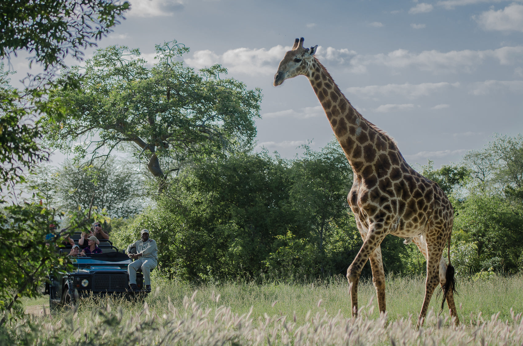 Safaris 