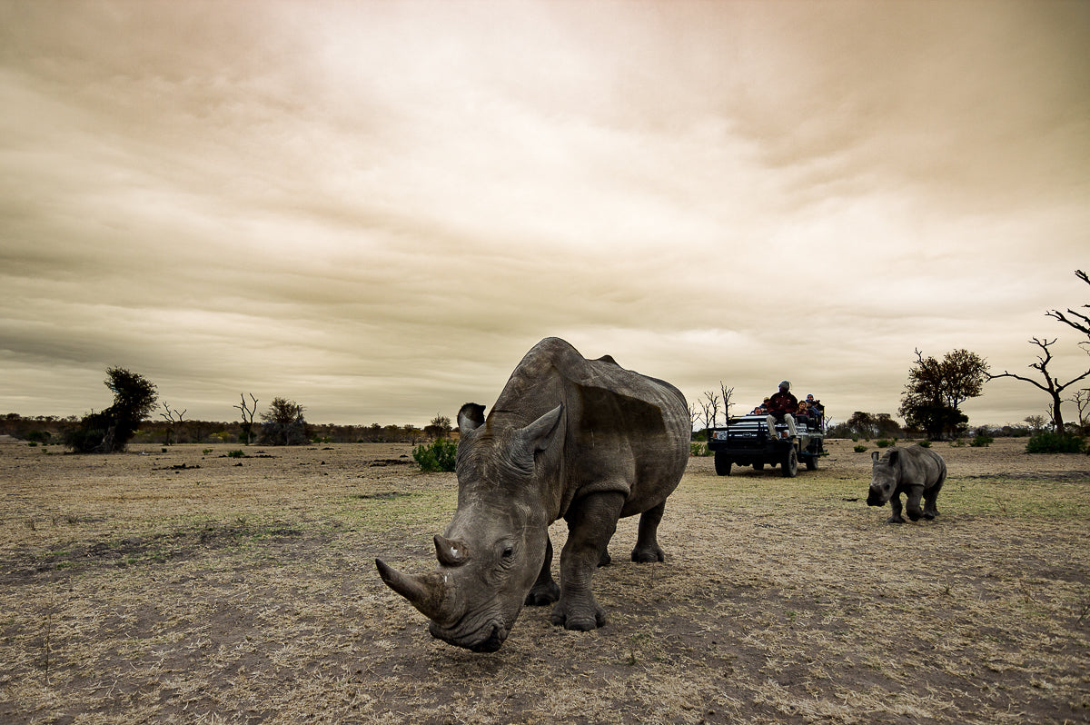 Safaris 