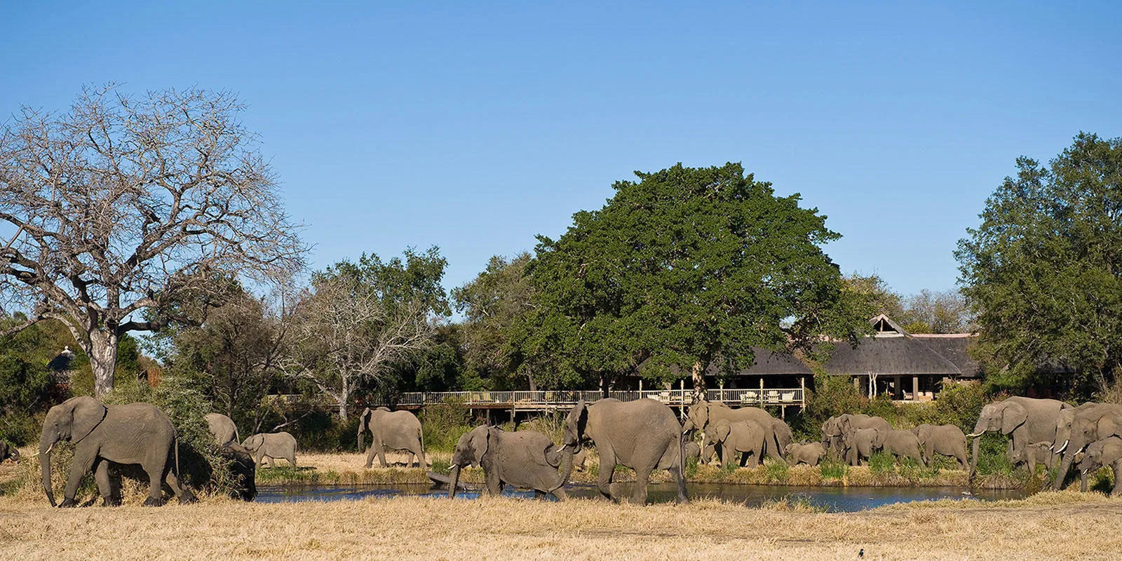 Elephants at Lodge at Sabi Sabi Bush Lodge, Sabi Sand Nature Reserve, South Africa.