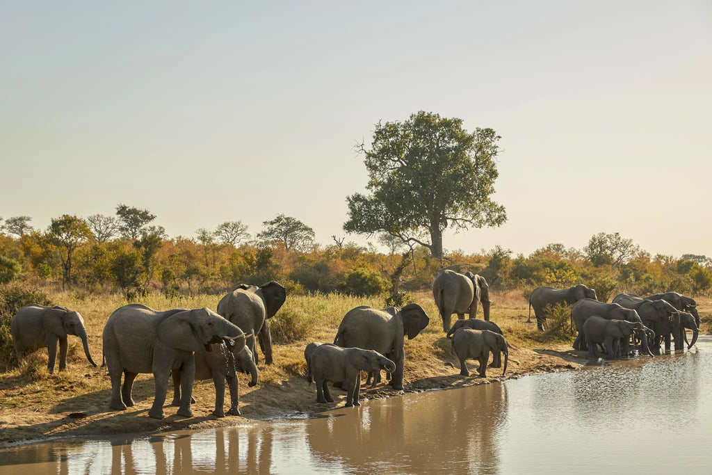 Elephants at Malewane Lodge at Royal Malewane, Thornybush Game Reserve, South Africa.