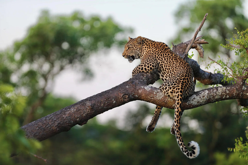 Leopard at Malewane Lodge at Royal Malewane, Thornybush Game Reserve, South Africa.