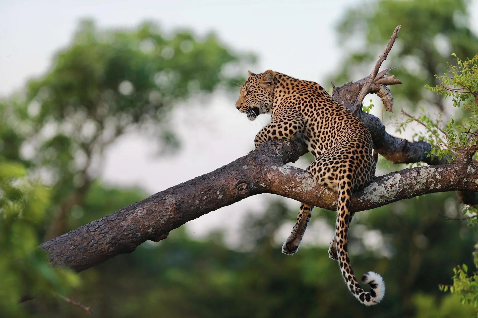 Leopard at Malewane Lodge at Royal Malewane, Thornybush Game Reserve, South Africa.