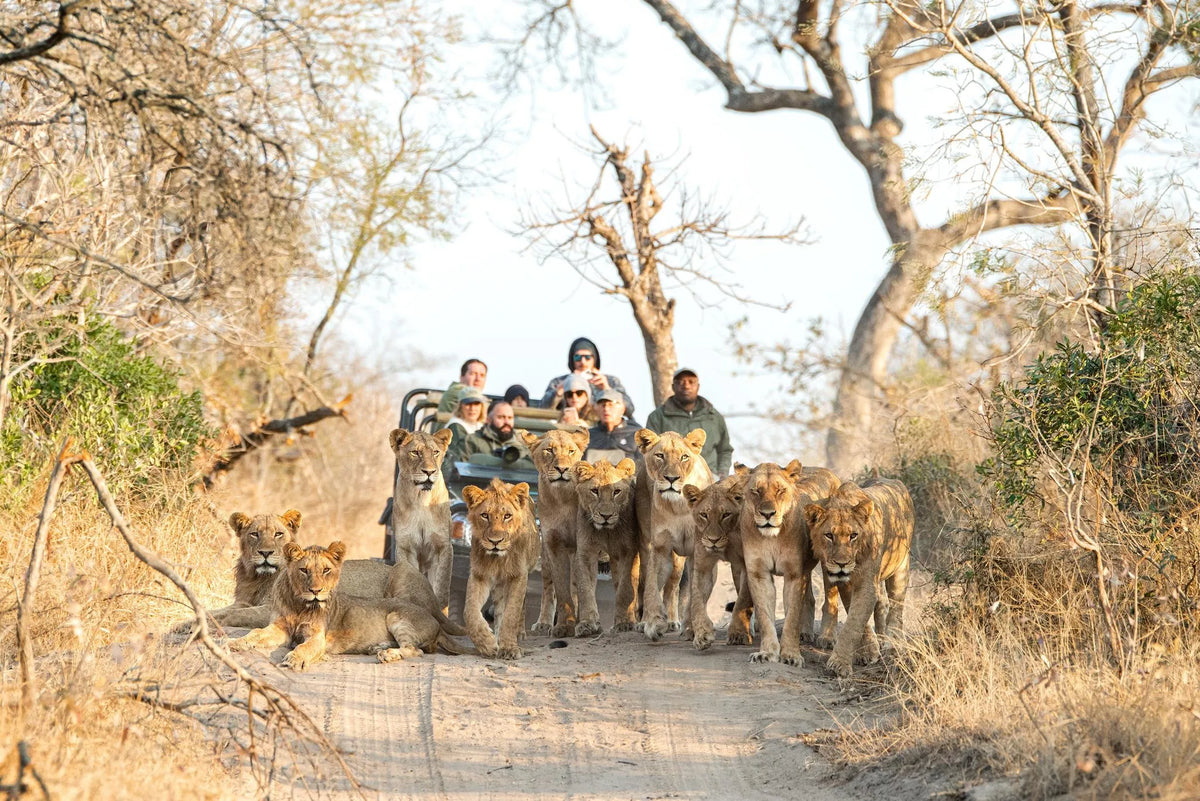 Activities at Malewane Lodge at Royal Malewane