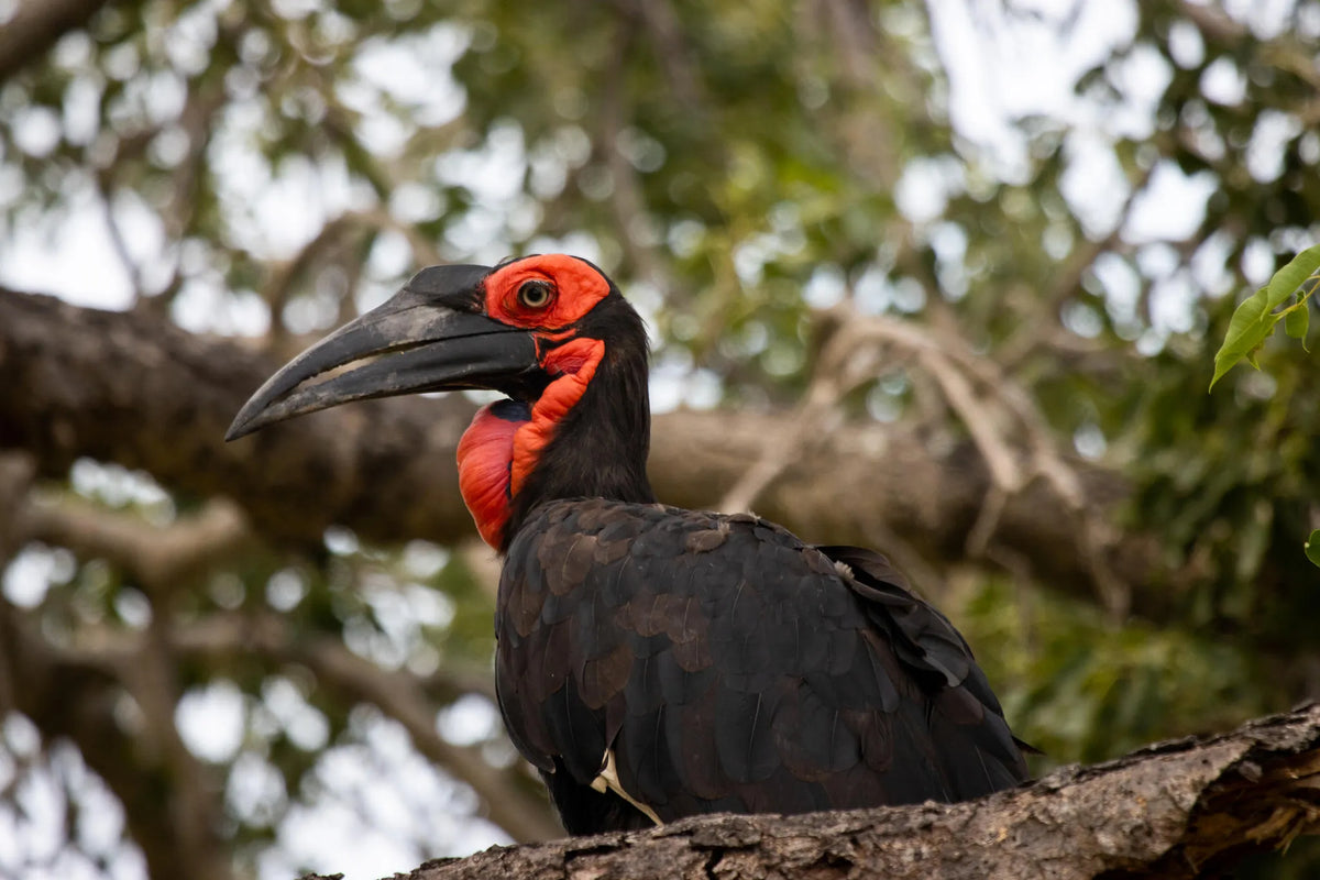 Conservation Activities | Included & Additional Cost