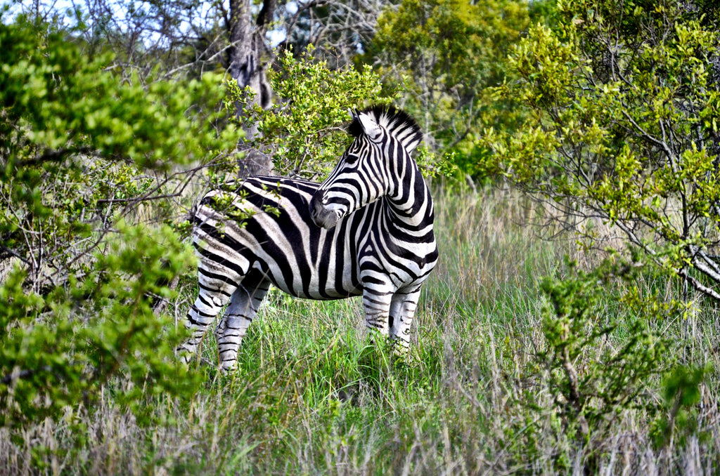Specialist Walking Safari (Additional Cost)