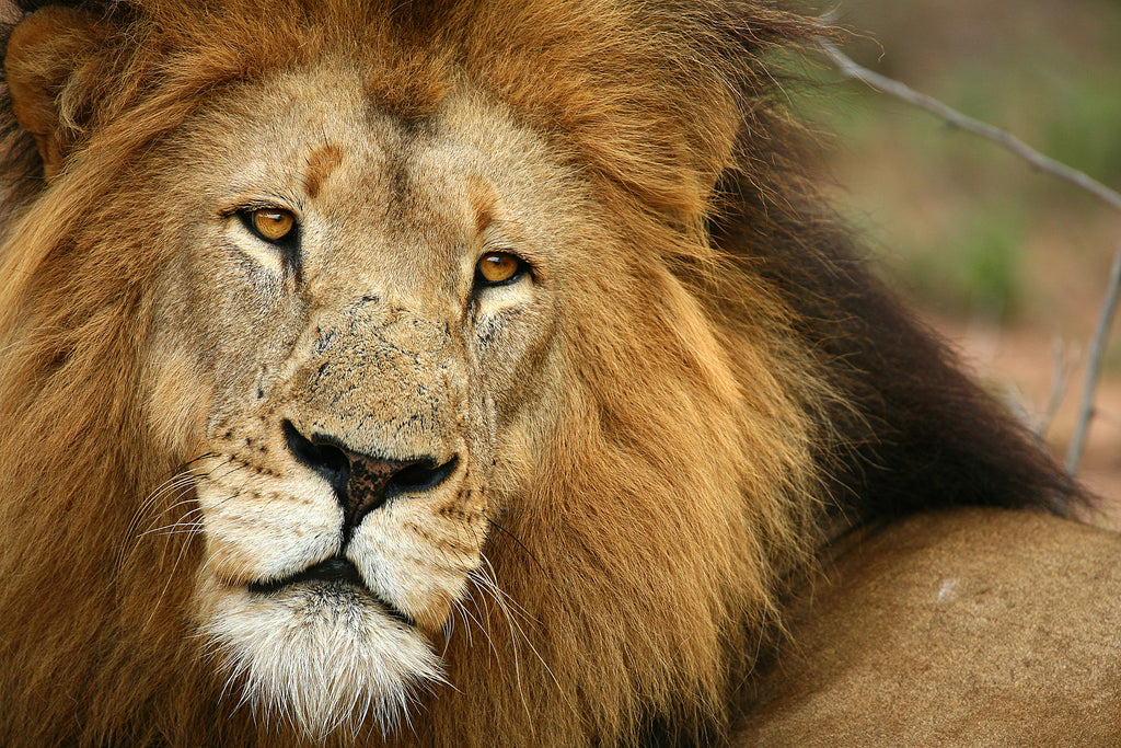 Game Drives (Included)