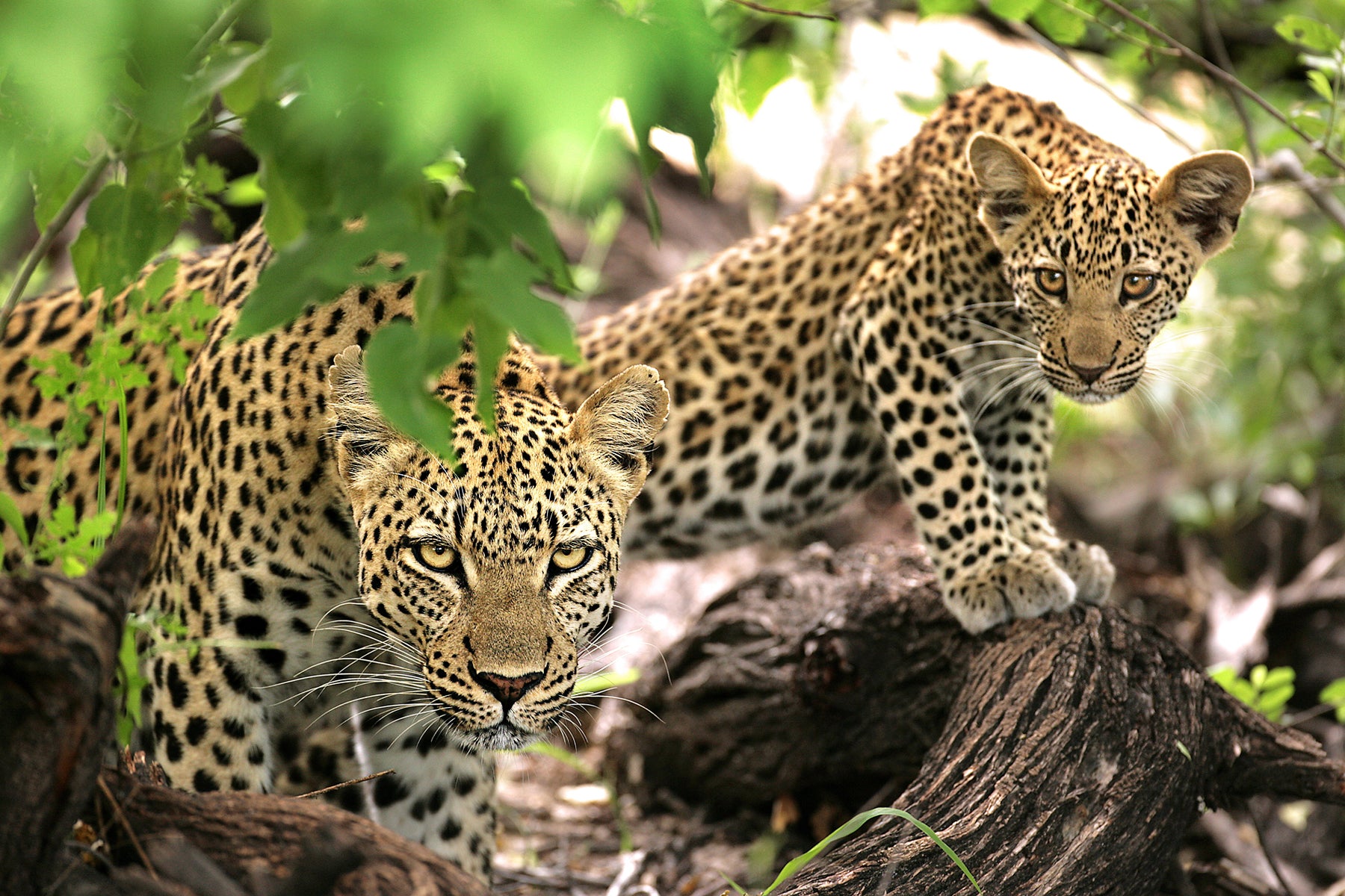 Game Drives (Included)