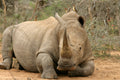 Rhino Notching (Additional Cost)