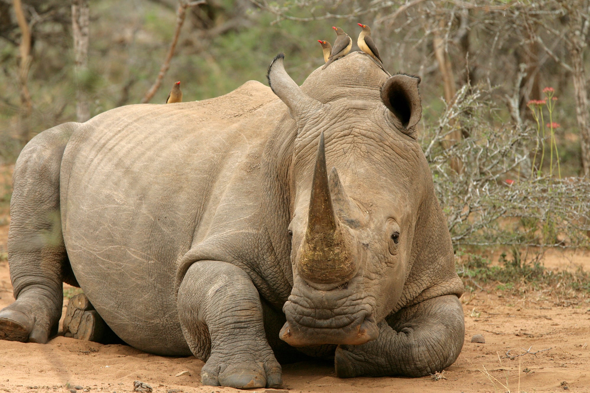 Rhino Notching (Additional Cost)