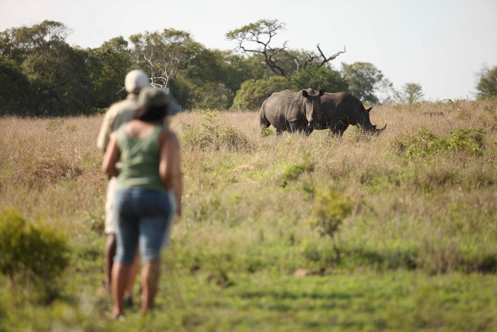Big Game Viewing Walk  (Included; subject to the availability of a qualified guide)