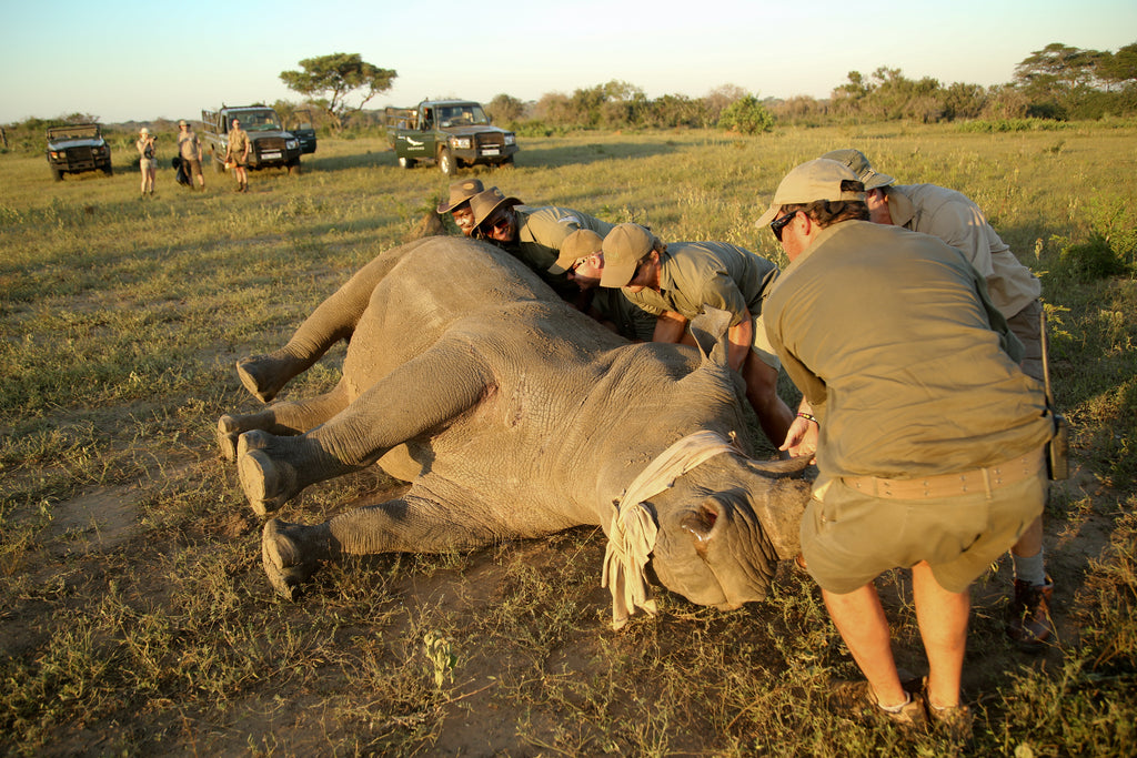 Rhino Notching (Additional Cost)