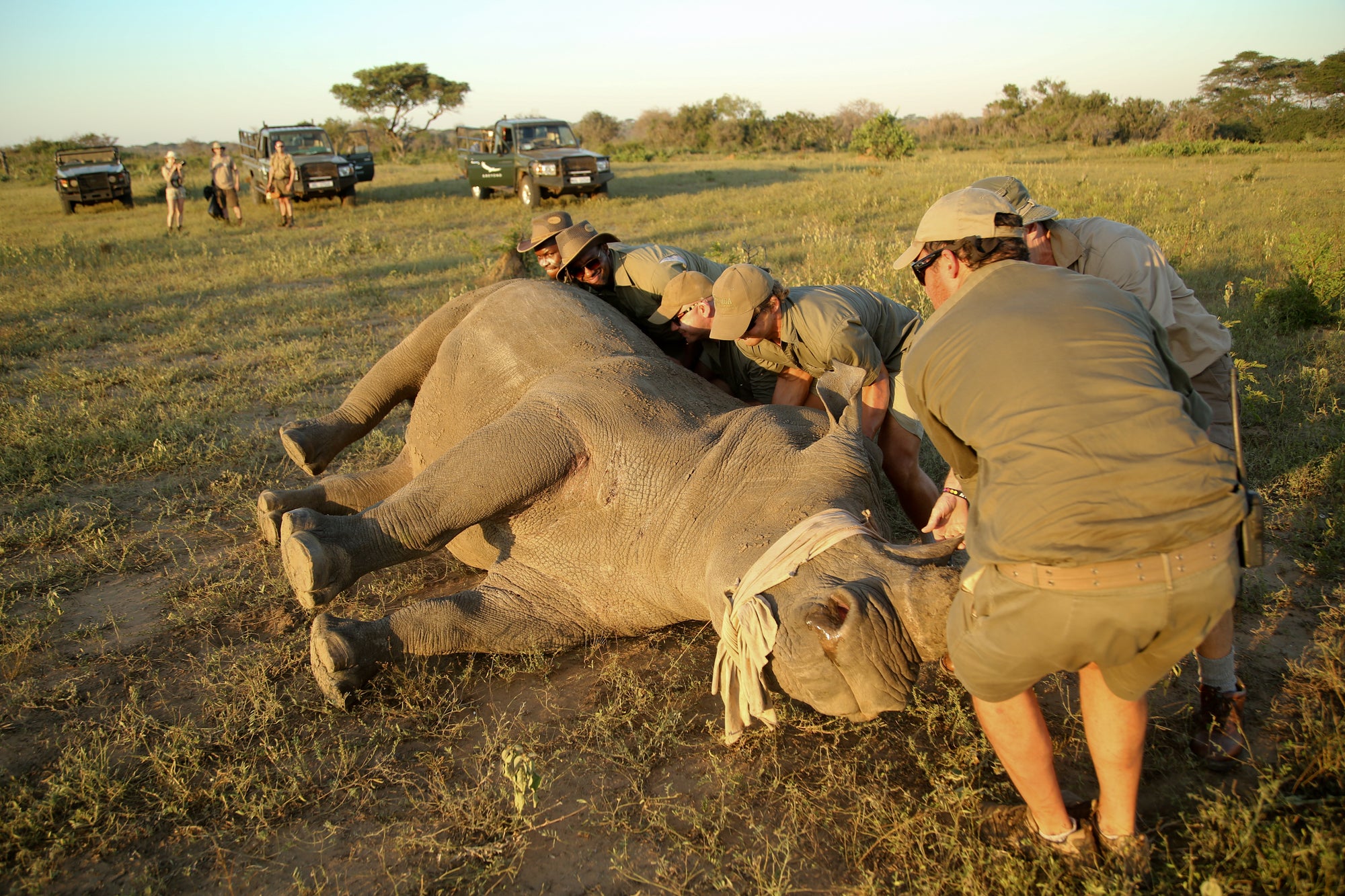 Rhino Notching (Additional Cost)