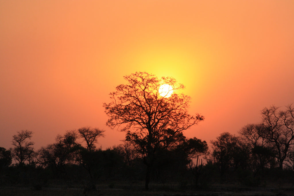 Specialist Walking Safari (Additional Cost)
