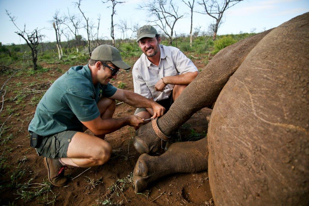 Rhino Notching (Additional Cost)