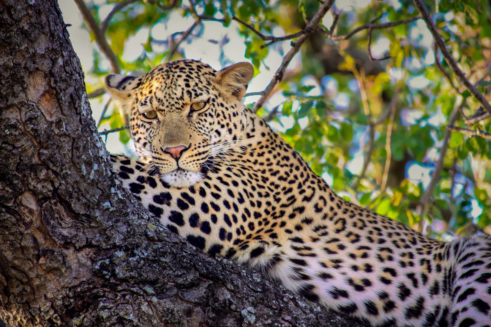 Ngala Private Game Reserve at andBeyond Ngala Safari Lodge, Ngala Private Game Reserve, South Africa.