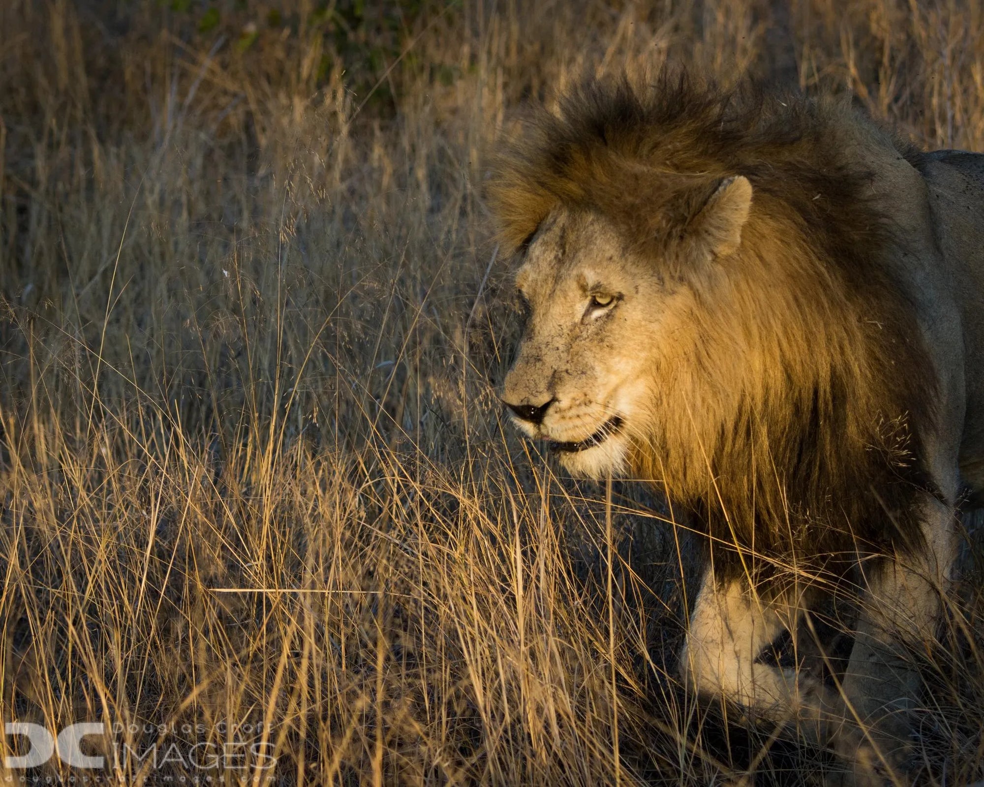 Ngala Private Game Reserve at andBeyond Ngala Safari Lodge, Ngala Private Game Reserve, South Africa.
