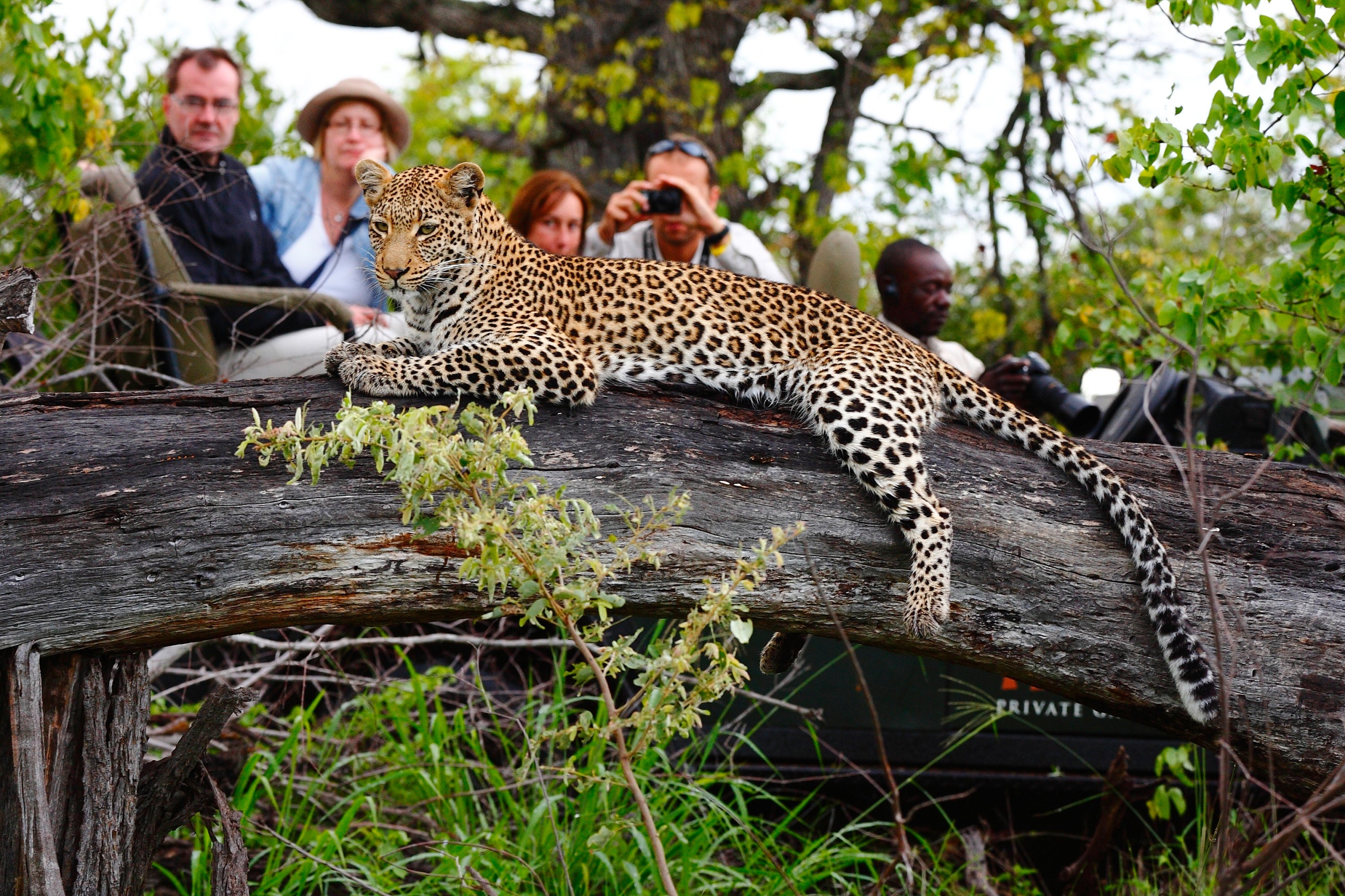 Motswari Private Game Reserve | Leopard